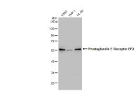 Prostaglandin E Receptor EP2 antibody [GT1308]