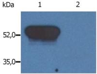 GFAP antibody [GF-02]