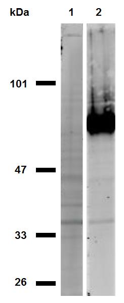 CD44 antibody [IM7]