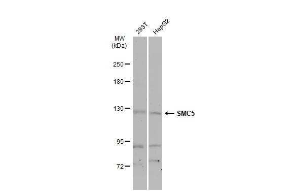 SMC5 antibody [N2N3]