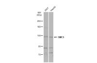 SMC5 antibody [N2N3]