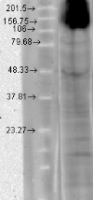HCN4 antibody [S114-10]