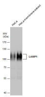 LAMP1 antibody