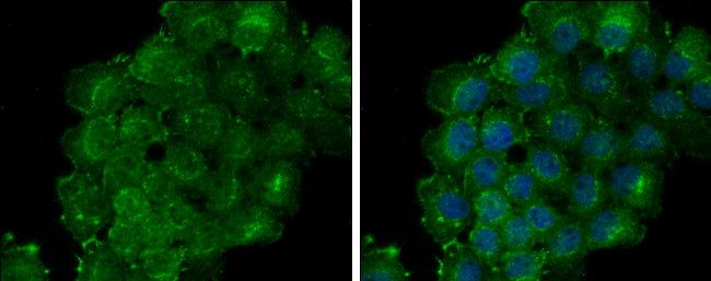 Thrombomodulin antibody [C3], C-term