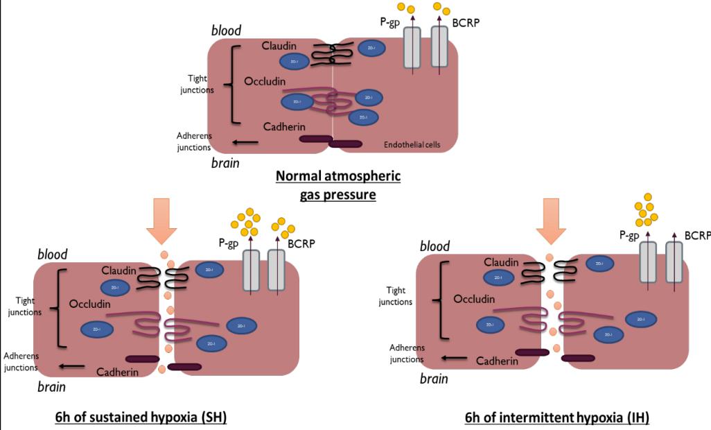 低氧/厌氧产品案例——阻塞性睡眠呼吸暂停（OSA）与血脑屏障研究