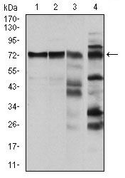 Raf1 antibody [4G4]