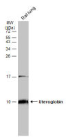 Uteroglobin antibody