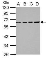 TR2 antibody