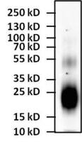 IL4 antibody [25D2]