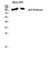 RPS6KC1 antibody