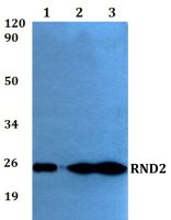 Rho 7 antibody