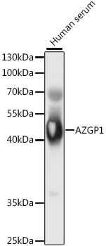 AZGP1 antibody
