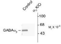 GABA A Receptor alpha 3 antibody