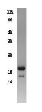 Human p18 INK4c protein, His tag