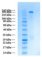 Human THSD7A (extracellular region) protein, His tag