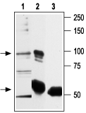 VRL1 antibody