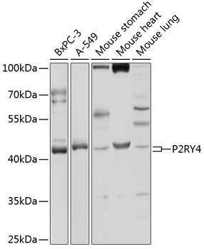 P2Y4 antibody