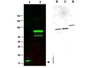 SPANXC antibody