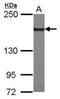 SETDB1 antibody [N1], N-term