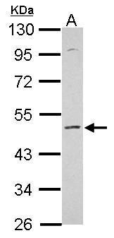 KCNS2 antibody