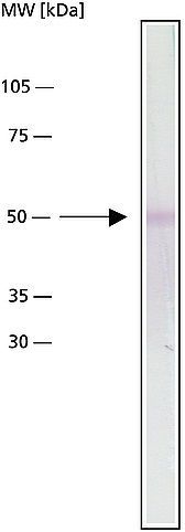 alpha Tubulin antibody [DM1A]