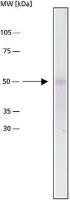 alpha Tubulin antibody [DM1A]