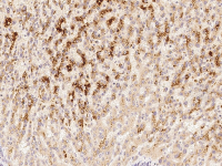 Alpha 1 Microglobulin antibody [11]