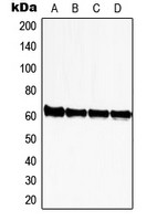 SUHW1 antibody