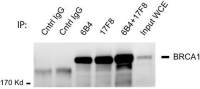 BRCA1 antibody [17F8] - ChIP grade