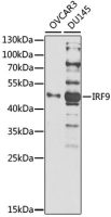 IRF9 antibody
