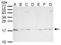 PIN1 antibody [N1C3-2]