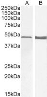 GFAP antibody, C-term