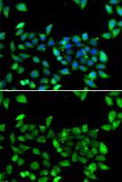 eIF3H / EIF3S3 antibody