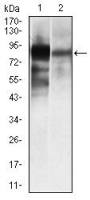 Alkaline Phosphatase (Tissue Non-Specific) antibody [2F4]
