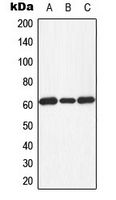 PKR (phospho Thr451) antibody