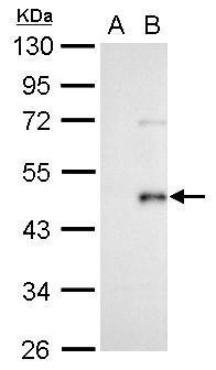 Wnt3a antibody