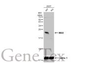 MAX antibody