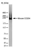 MSR1 antibody [2F8] (Low endotoxin, azide free)