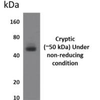 Cryptic antibody [8D12]