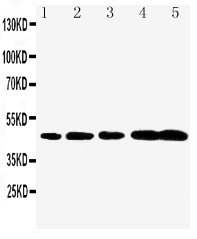 Caspase 1 p20 subunit antibody