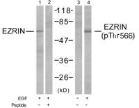 Ezrin (phospho Thr567) antibody