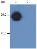 HLA-DR + HLA-DP antibody [MEM-136]