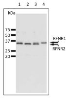 Root FNR antibody