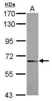 DDX59 antibody [N3C2], Internal
