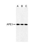 APE1 antibody [2104]