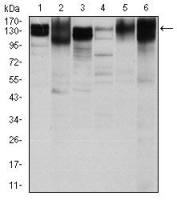 Integrin beta 1 / CD29 antibody [3B6]