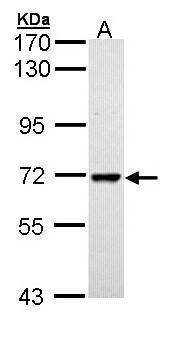 PPIL2 antibody