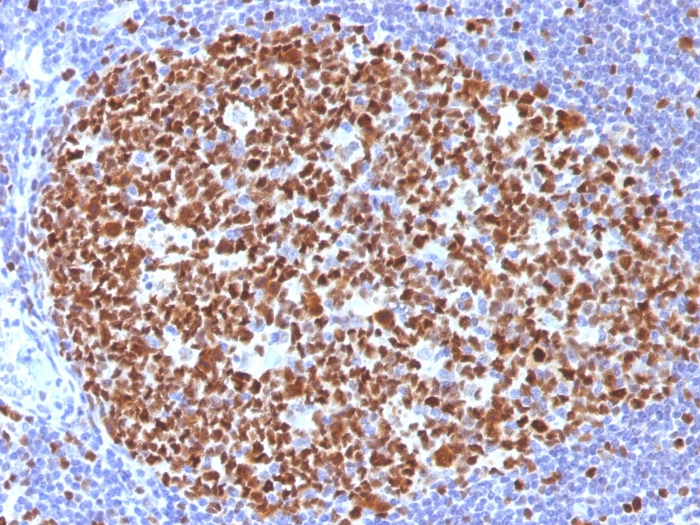 MCM7 antibody [MCM7/1466]