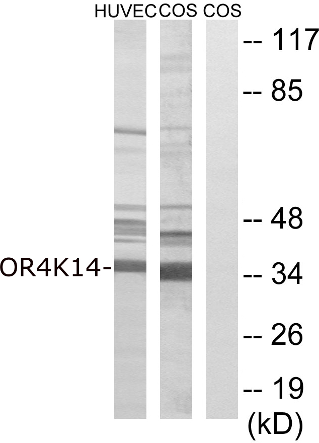 OR4K14 antibody