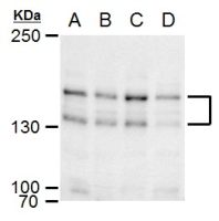 SPAG5 antibody